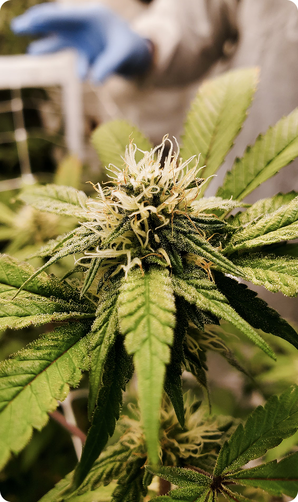 Бонусна програма