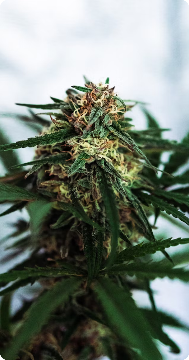 Насіння конопель (ОПТ)