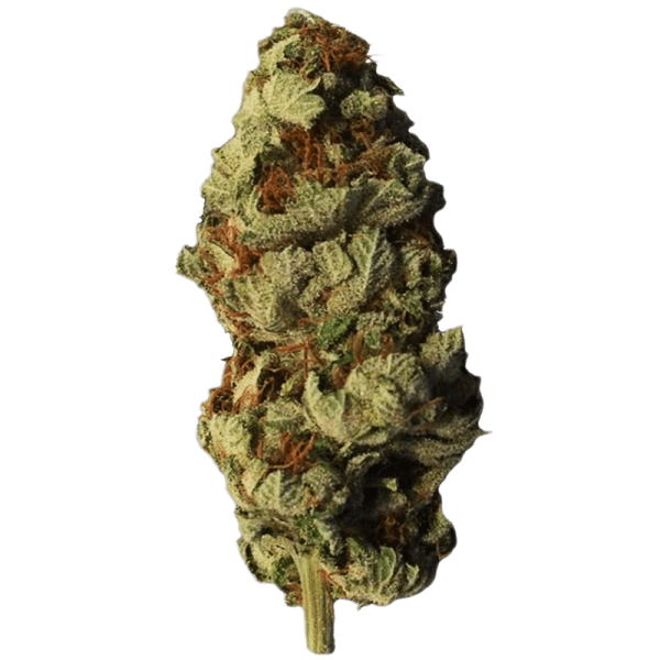 Auto Afghan Bullet photo