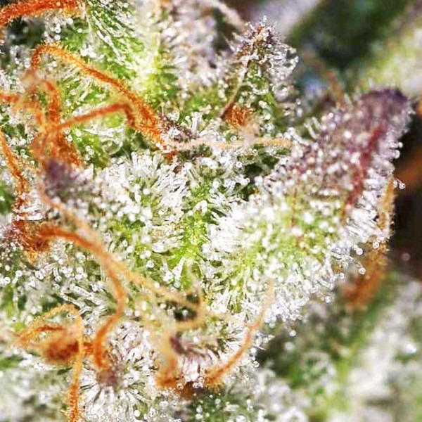 cannabis Afghanistan Lights