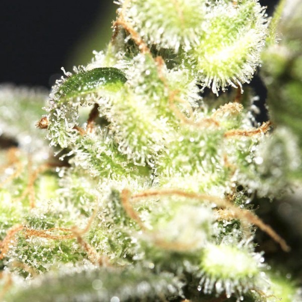 cannabis Auto Big Bang