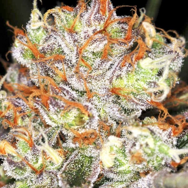 cannabis Auto AK-47 XL