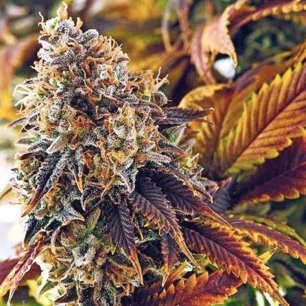 AUTO GAGARIN FEM фото сорта