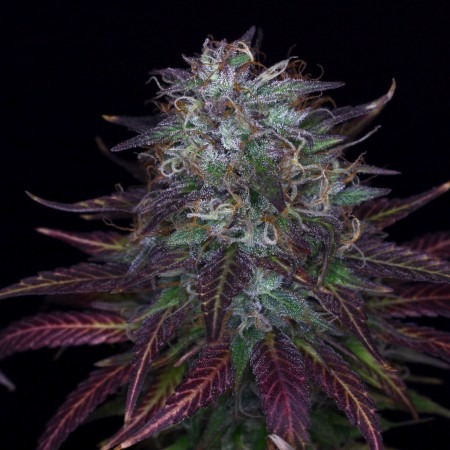 Ван Джойнт купити