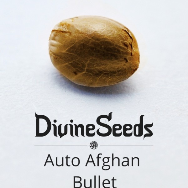 Auto Afghan Bullet Divine Seeds