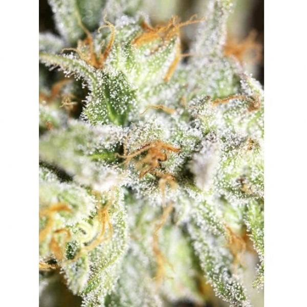 сорт насіння коноплі Афган Оріджинал