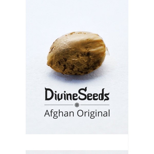 Afghan Original Divine Seeds