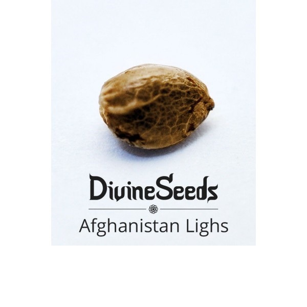 Афганистан Лайтс Divine Seeds