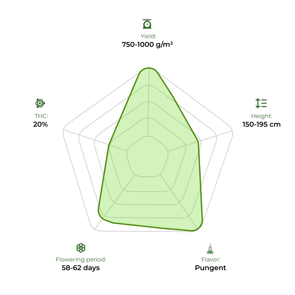 Afghan Original technology radar 33stakana