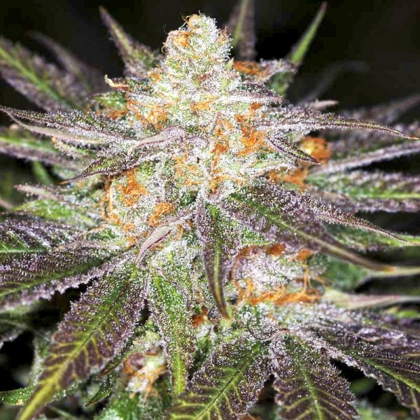 Афганістан Лайтс