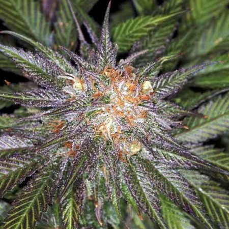 Афганистан Лайтс купить