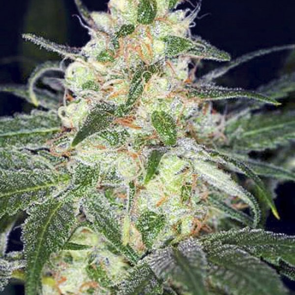 cannabis Afghan Original