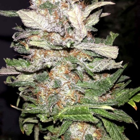 Афган Оригинал