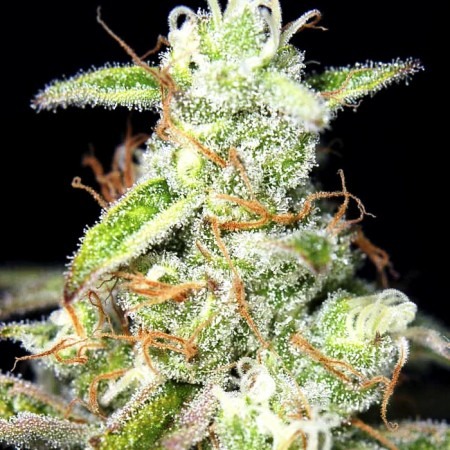 Ак-47 фото сорта