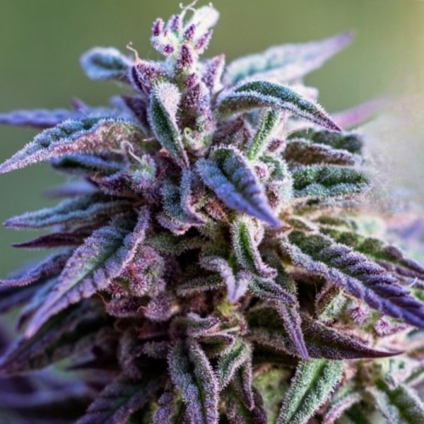 AK-47 XL X PURPLE від Divine Seeds купити