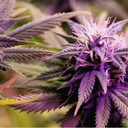 AK-47 XL x Purple 33стакана купить