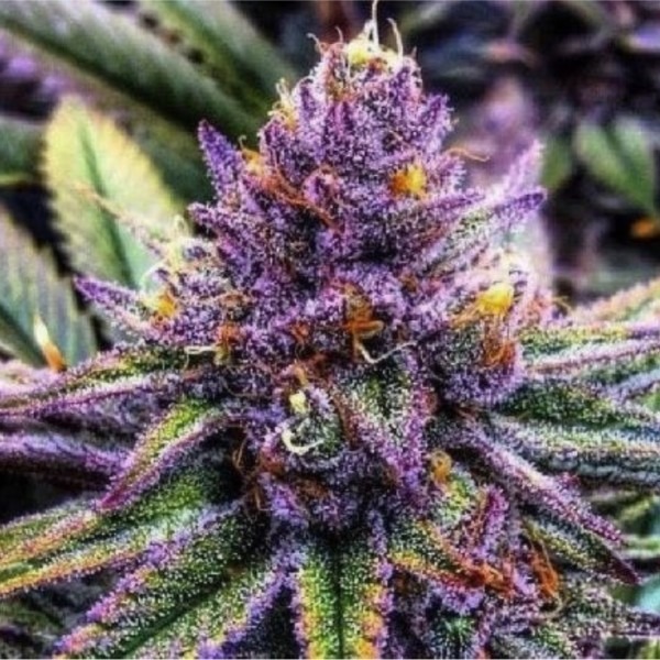 сорт коноплі AK-47 XL X PURPLE купити