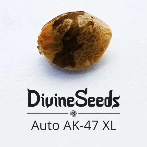 Auto AK-47 XL Divine Seeds