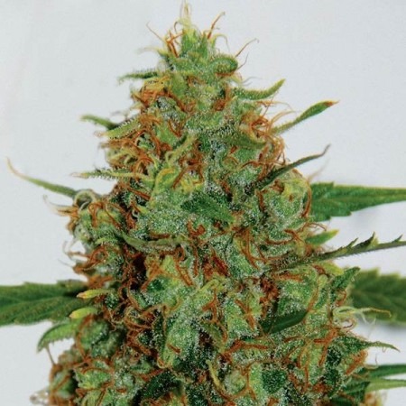 buy Jamaica Sativa