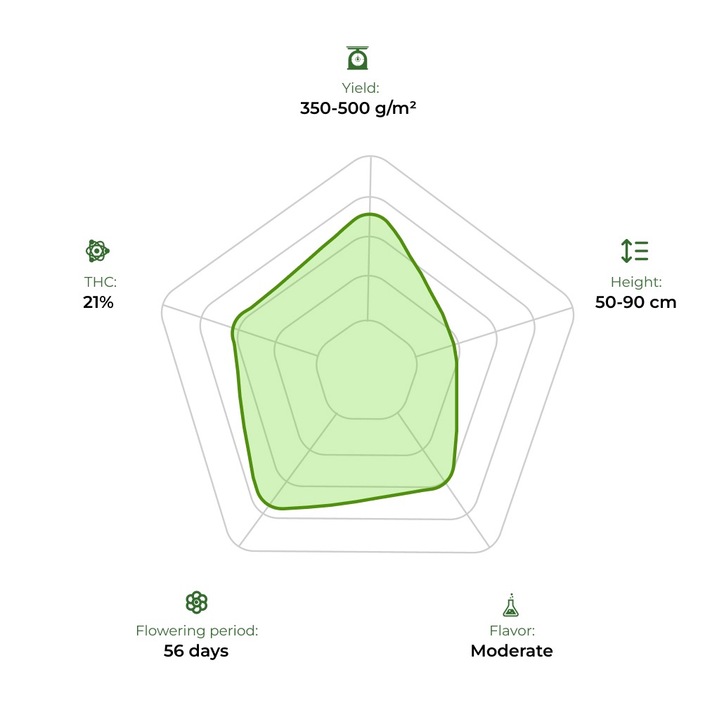 Auto 77 Days technology radar 33 stakana