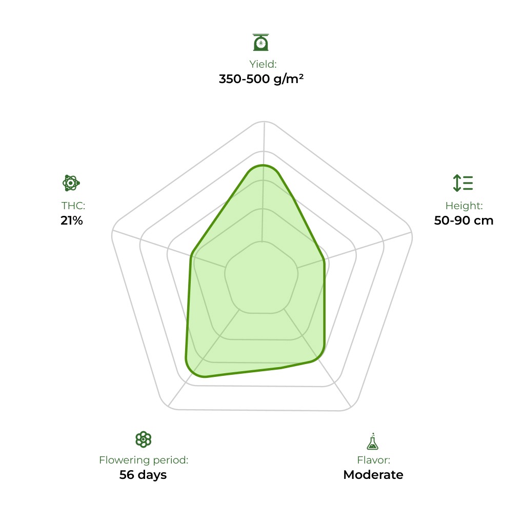 Auto 77 Days technology radar 33stakana