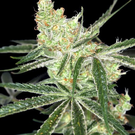 Auto Afghan Bullet купити