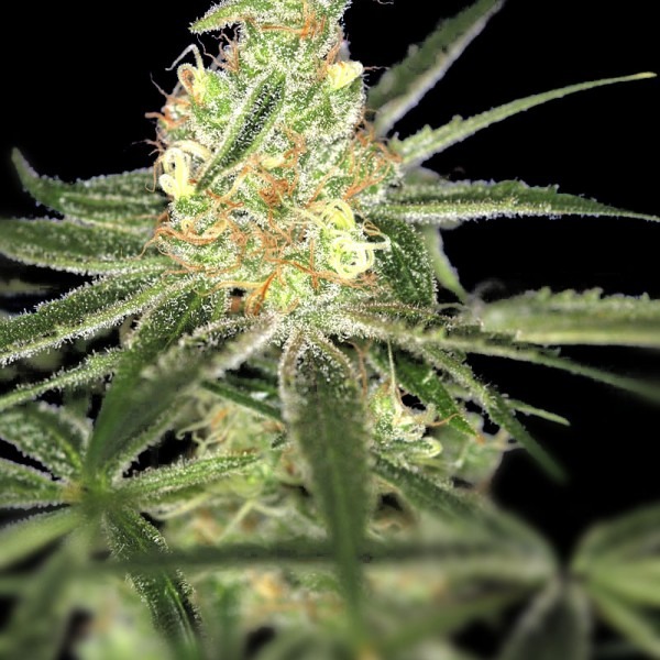 Auto Afghan Bullet THC18-20 %