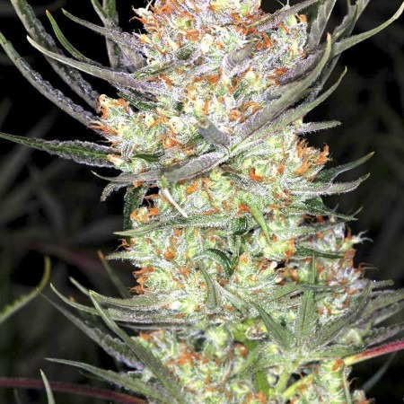 Auto AK-47 XL купити