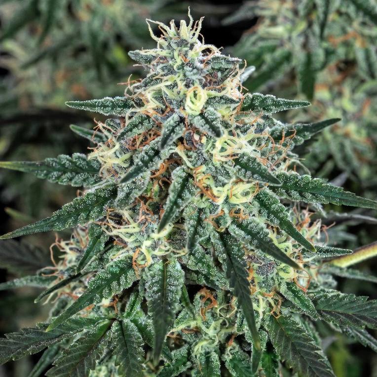 Auto AK-47 XL fem (Divine Seeds), 33stakana