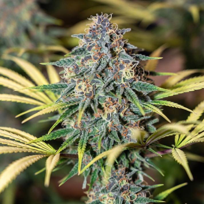 Auto AK-47 XL (Divine Seeds), 33Stakana