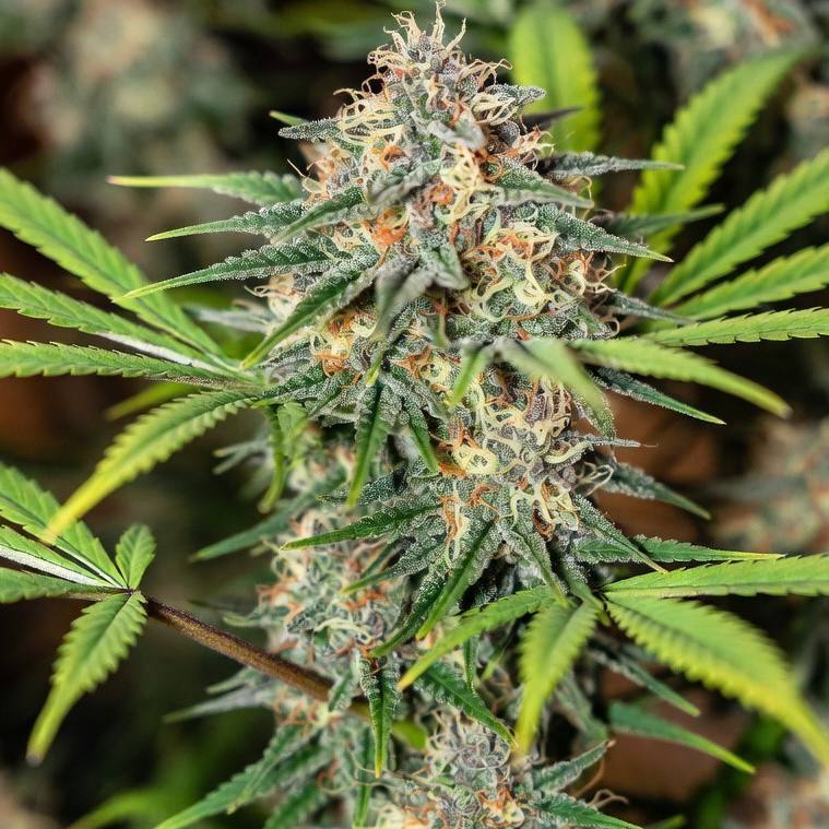 Auto AK-47 XL (Divine Seeds)