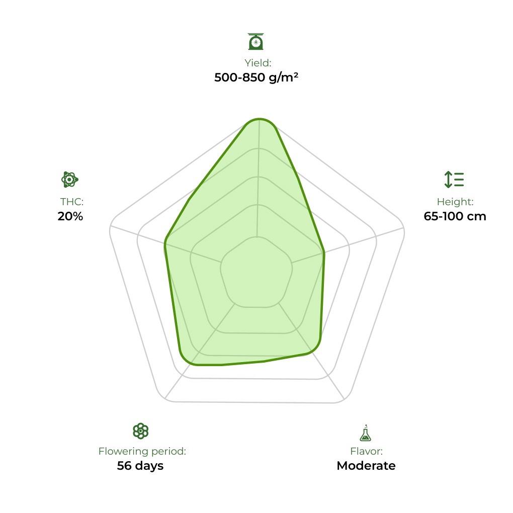Auto Big Bang technology radar 33stakana