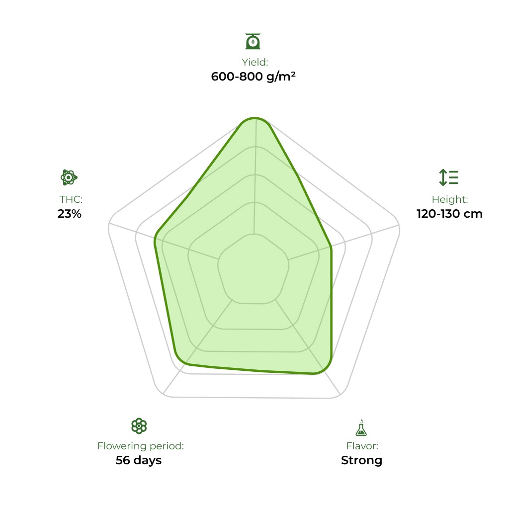Auto Big Demon technology radar 33stakana