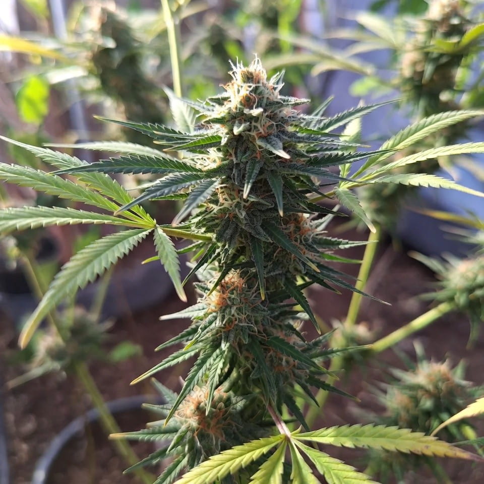 Auto Bob, Marley Seedbank
