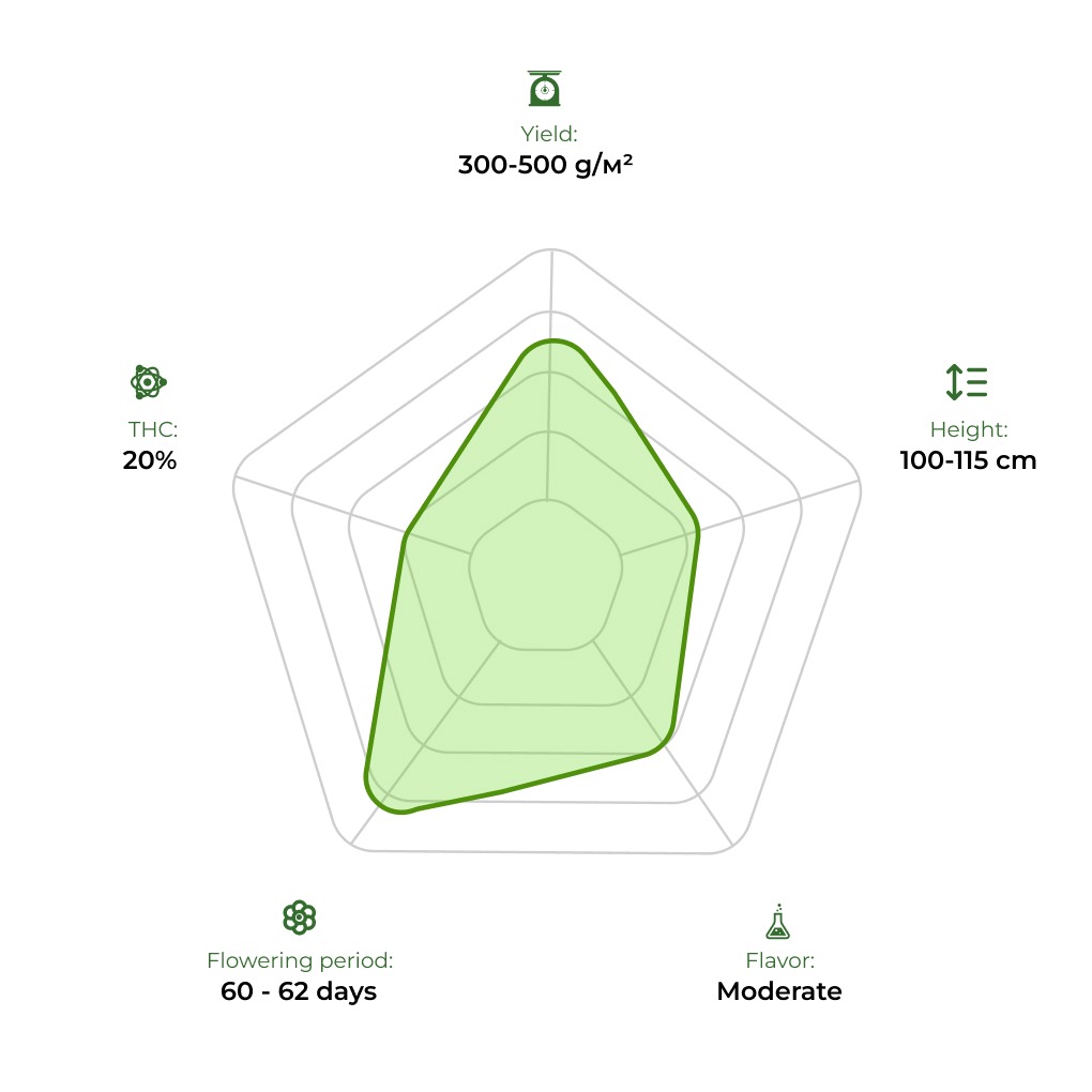 Auto Bob technology radar 33stakana