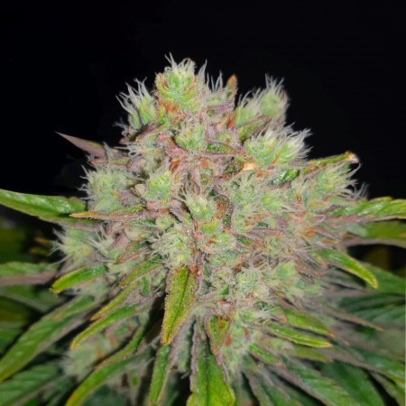 AUTO COLORADO COOKIES