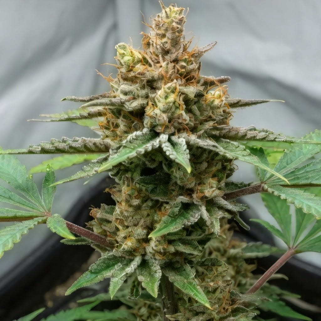 Auto Colorado Cookies, Marley Seedbank