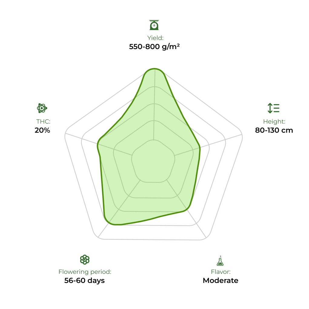 Auto Colorado Cookies technology radar 33 stakana