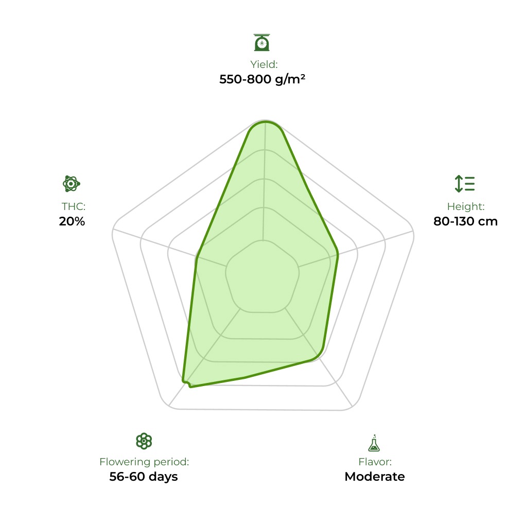 Auto Colorado Cookies technology radar 33stakana