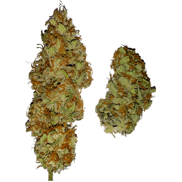 cannabis Auto Gagarin fem