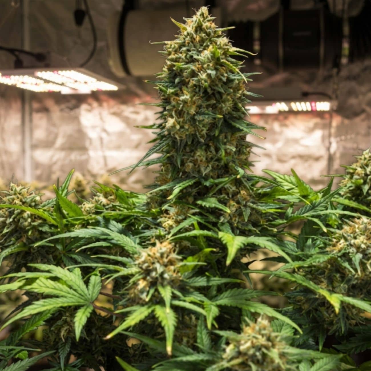Auto Gagarin Fast, Marley Seedbank