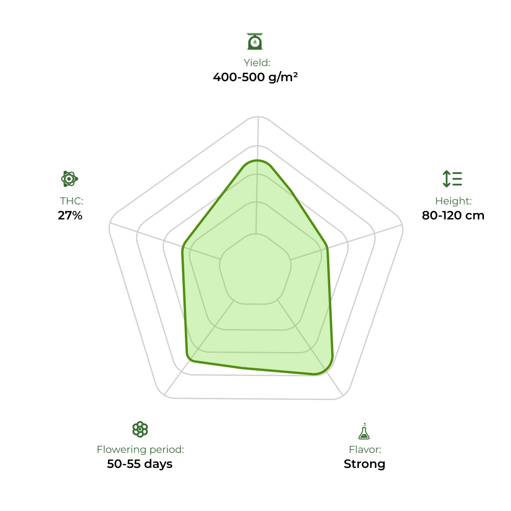 Auto Gagarin Fast technology radar 33stakana