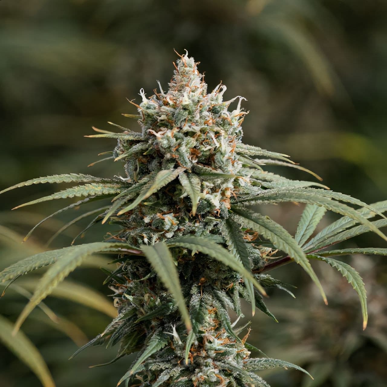 Auto Gagarin, Marley Seedbank