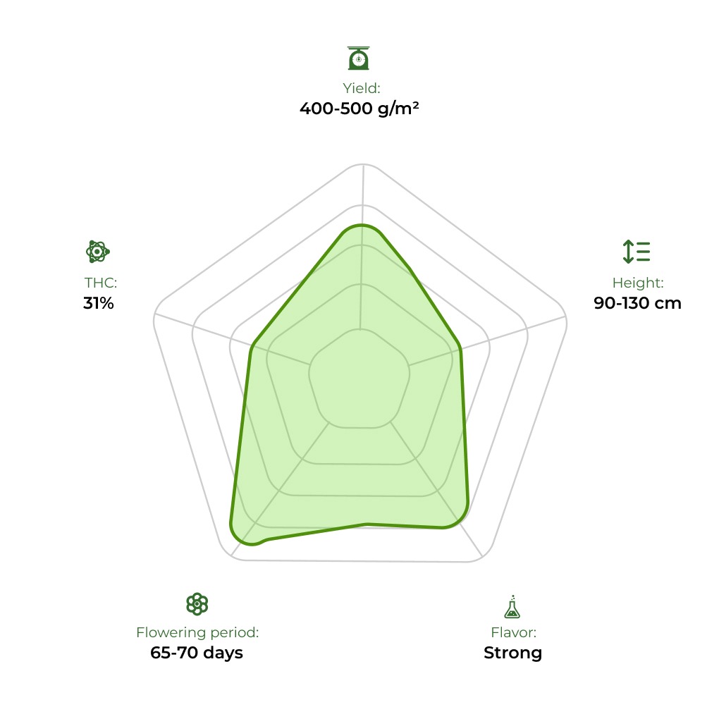 Auto Gagarin technology radar 33stakana