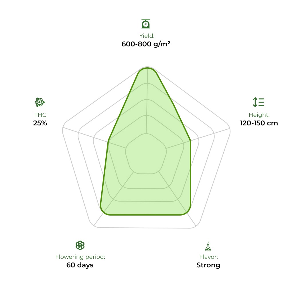 Auto Gorilla #5 technology radar 33stakana