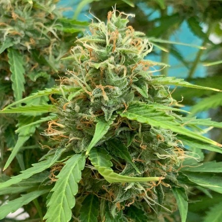 AUTO GREEN CRACK купити