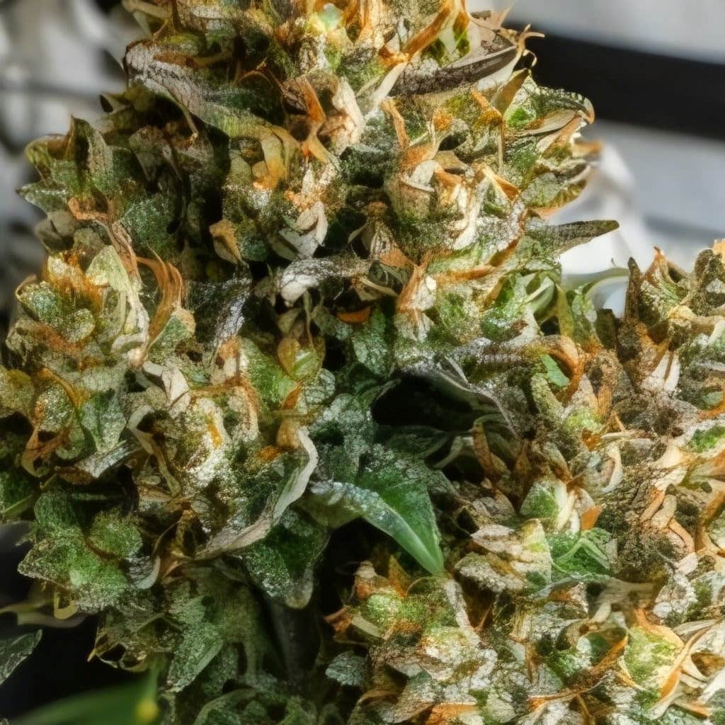 Auto Green Crack fem 33Stakana