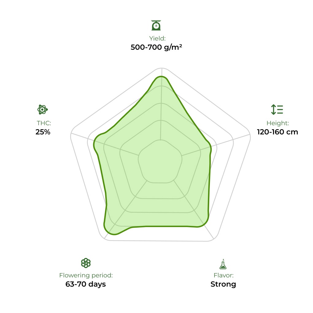 Auto Green Crack technology radar 33 stakana