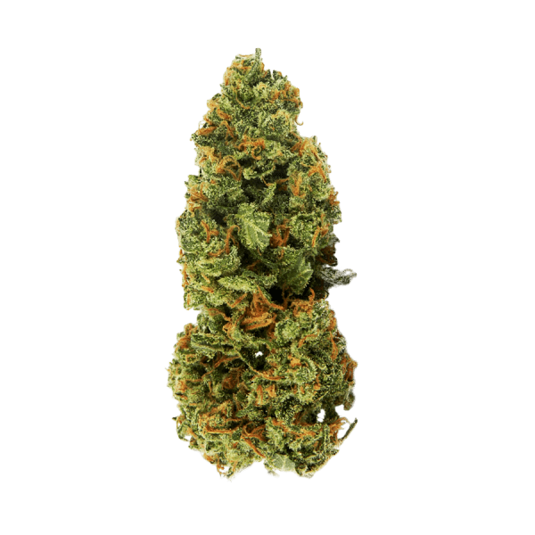 AUTO JAMAICA FEM купить