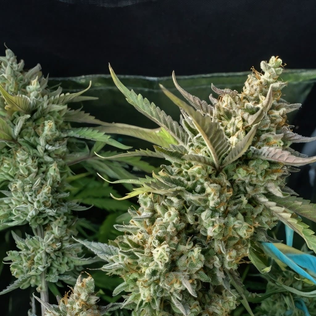 Auto Jamaica fem, Marley Seedbank